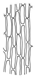 Kiaeria spenceri, lower laminal cells. Drawn from G.O.K. Sainsbury 5434, CHR 535054.
 Image: R.C. Wagstaff © Landcare Research 2018 